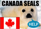 Seals