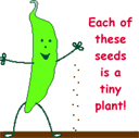 Clover become Seeds