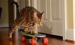 Skater Cat on 3DS next week